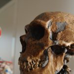 neandertals portada
