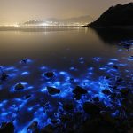 Planctons_bioluminescents_(Noctiluca_scintillans)