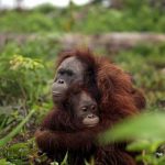 L’oli de palma és l’oli més venut i consumit en tot el món i els orangutans pateixen les seves conseqüències.