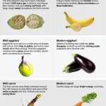 Common-foods-before-and-after-humans-domesticated-them-459×1030