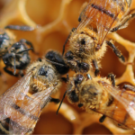 dia-mundial-abelles-768×402